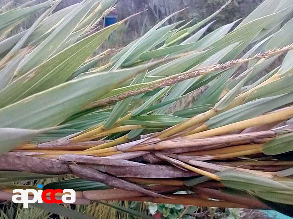 Chusquea angustifolia. Foto por UBA