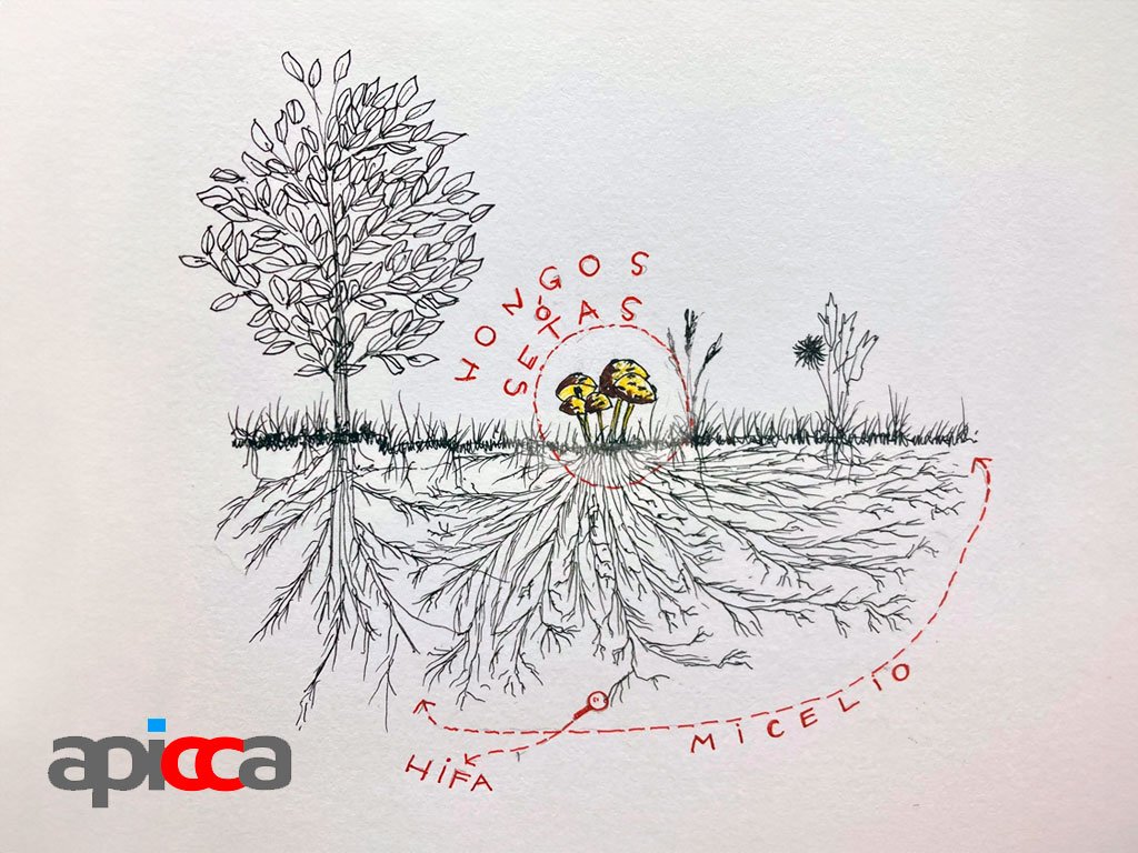 ¿Dónde está el micelio? Dibujo por Arq.A.S.