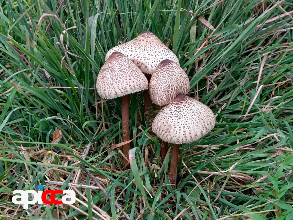 Lechucita (Macrolepiota colombiana) en El Verjon  Foto por: Myriam Garzón