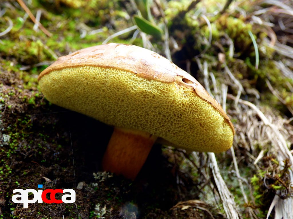 Pambazos Viscosos género Suillus en El Verjon. Foto por: UBA