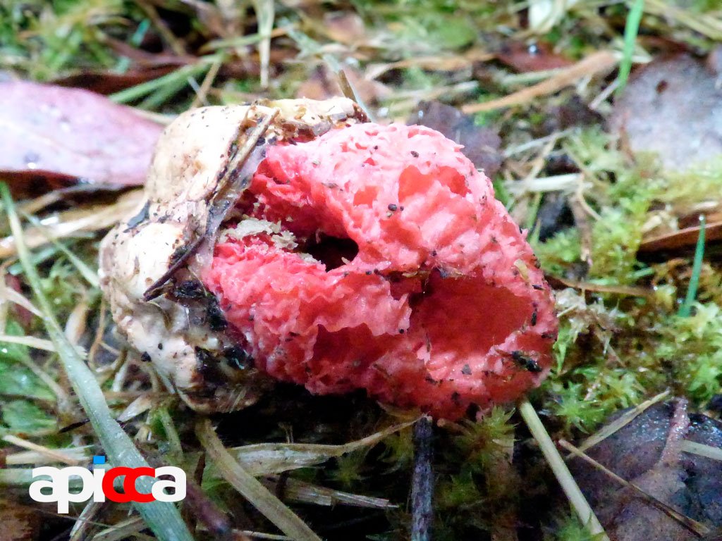 Dedos del Diablo Clathrus archeri en El Verjon. Foto por: UBA