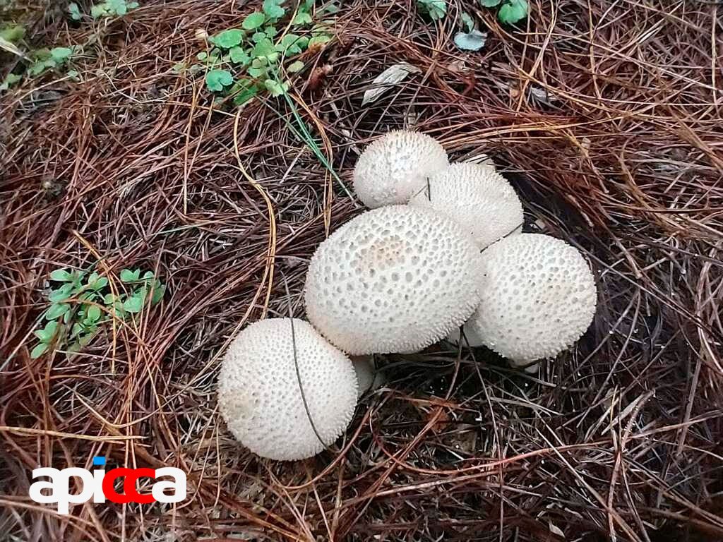 Pedo de Coyote Lycoperdon perlatum en El Verjon. Foto por: UBA